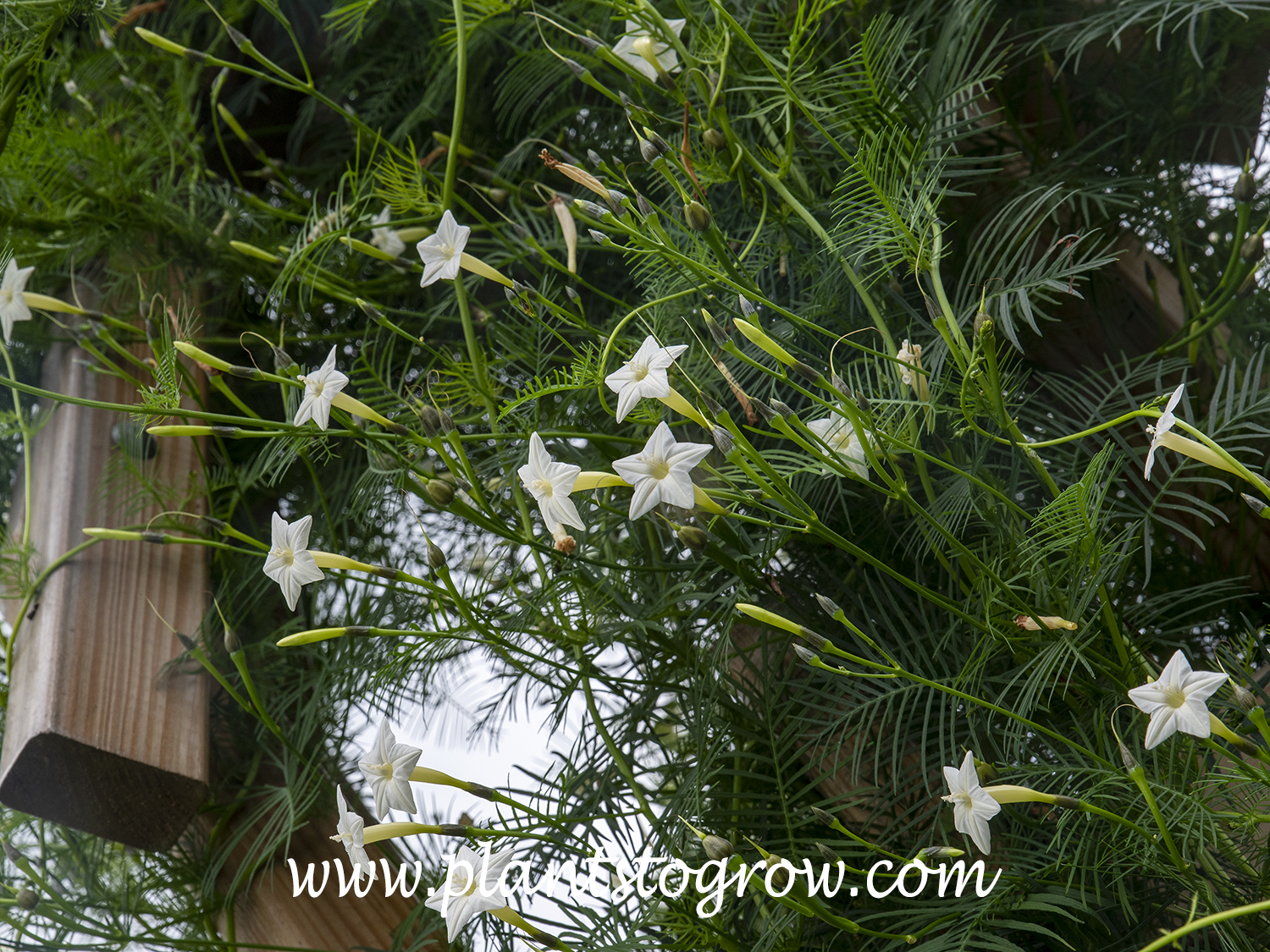 White Cypress Vine (Ipomoea quamoclit alba